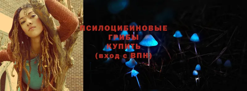 Галлюциногенные грибы Psilocybine cubensis  продажа наркотиков  Шумиха 